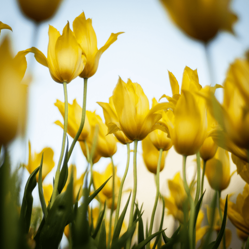 Gele tulpen in de lentezon
